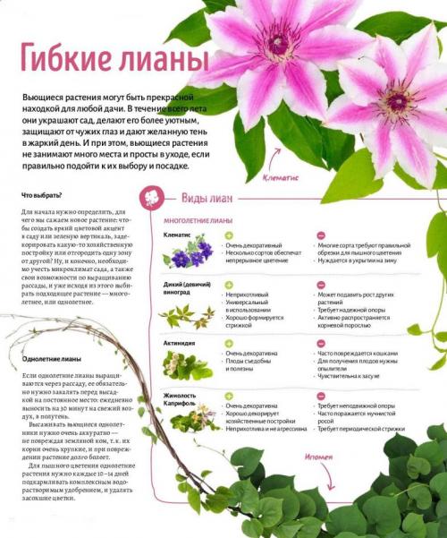 Красивоцветущие лианы. Лианы на даче — быстрорастущие для забора, фото вьющихся растений, какие можно посадить на даче, какие используют для озеленения