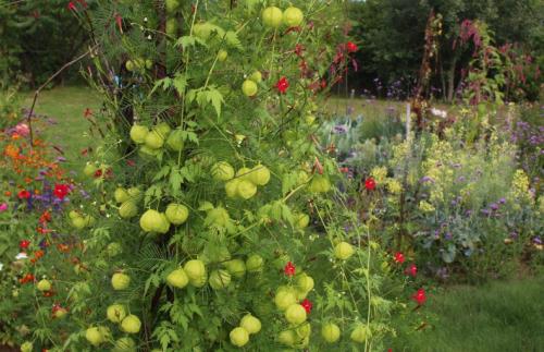 Лианы для дачи и сада: виды, названия, инструкция по выращиванию неприхотливых вьющихся растений