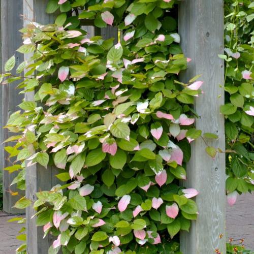 Лианы для дачи и сада: виды, названия, инструкция по выращиванию неприхотливых вьющихся растений