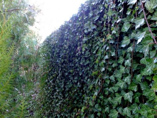 Лианы для дачи и сада: виды, названия, инструкция по выращиванию неприхотливых вьющихся растений