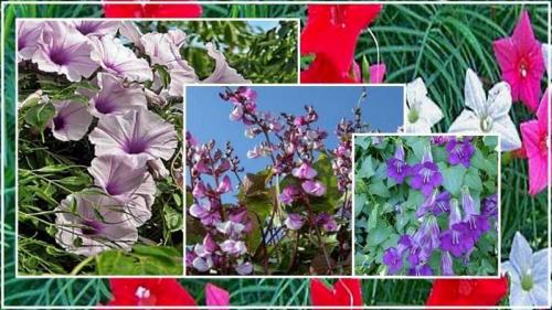 Цветы для дачи лианы. Лианы на даче: выбор и особенности применения для оформления и украшения дачи (135 фото + видео)