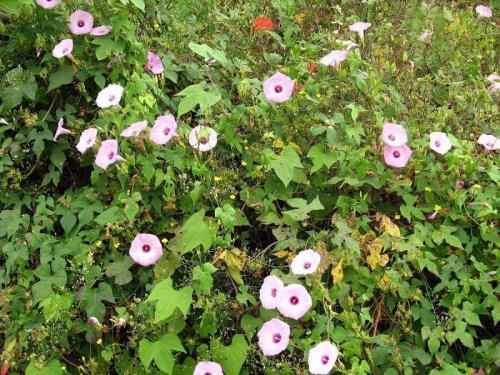 Цветы для дачи лианы. Лианы на даче: выбор и особенности применения для оформления и украшения дачи (135 фото + видео)