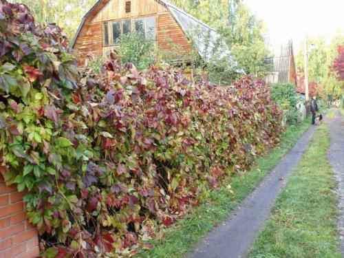 Цветы для дачи лианы. Лианы на даче: выбор и особенности применения для оформления и украшения дачи (135 фото + видео)