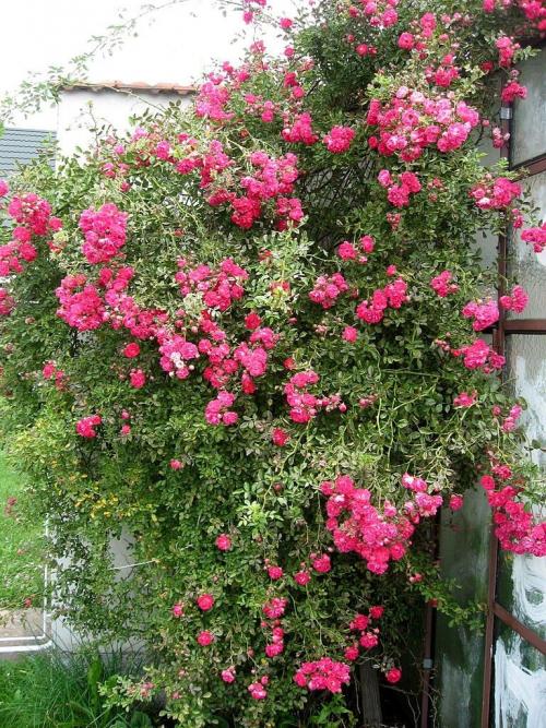 Красивоцветущие лианы. Лианы на даче — быстрорастущие для забора, фото вьющихся растений, какие можно посадить на даче, какие используют для озеленения