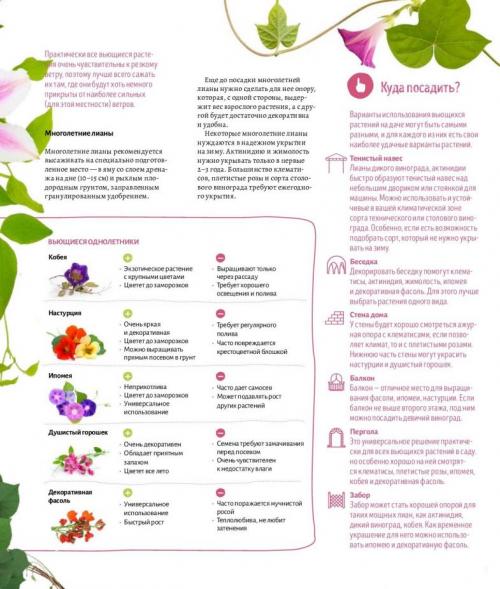 Красивоцветущие лианы. Лианы на даче — быстрорастущие для забора, фото вьющихся растений, какие можно посадить на даче, какие используют для озеленения