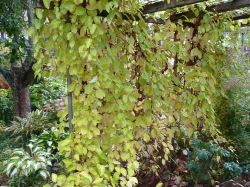 Лианы для дачи и сада: виды, названия, инструкция по выращиванию неприхотливых вьющихся растений