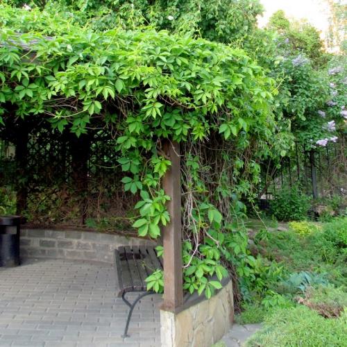 Лианы для дачи и сада: виды, названия, инструкция по выращиванию неприхотливых вьющихся растений