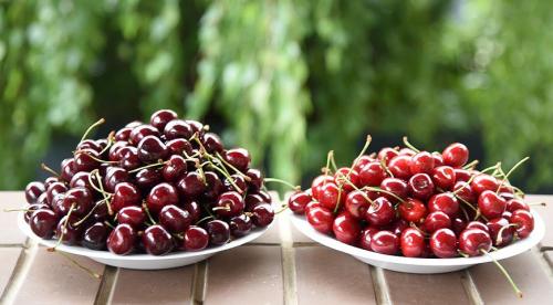 Самые крупные сорта черешни. Черешня крупноплодная: особенности субкультуры 07 Самые крупные сорта черешни. Черешня крупноплодная: особенности субкультуры 07