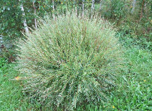 Низкорослые сорта ивы. Самые красивые виды и сорта ив для ландшафтного дизайна: личный опыт Ларисы Масловой