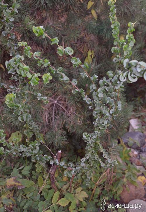 Ива вавилонская. Застенчивые ивы, как девчонки смолкли у воды