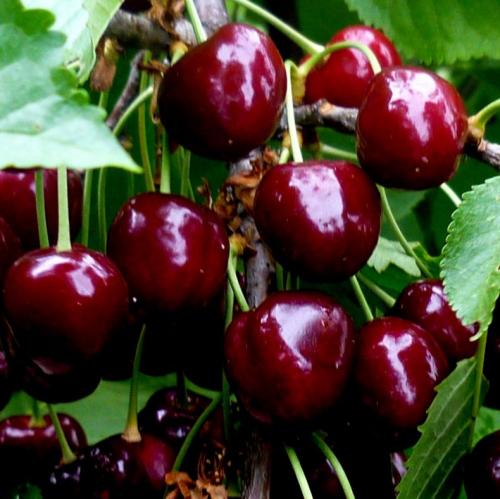 Самые крупные сорта черешни. Черешня крупноплодная: особенности субкультуры 13 Самые крупные сорта черешни. Черешня крупноплодная: особенности субкультуры 13