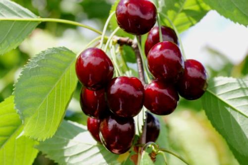Самые крупные сорта черешни. Черешня крупноплодная: особенности субкультуры 20 Самые крупные сорта черешни. Черешня крупноплодная: особенности субкультуры 20
