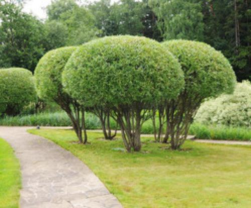 Ива ломкая шаровидная. Ива шаровидная: сорта, советы по уходу