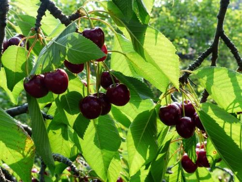Самые крупные сорта черешни. Черешня крупноплодная: особенности субкультуры 17 Самые крупные сорта черешни. Черешня крупноплодная: особенности субкультуры 17