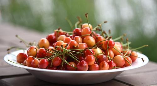 Самые крупные сорта черешни. Черешня крупноплодная: особенности субкультуры 10 Самые крупные сорта черешни. Черешня крупноплодная: особенности субкультуры 10