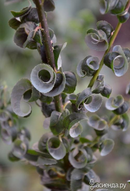Ива вавилонская. Застенчивые ивы, как девчонки смолкли у воды