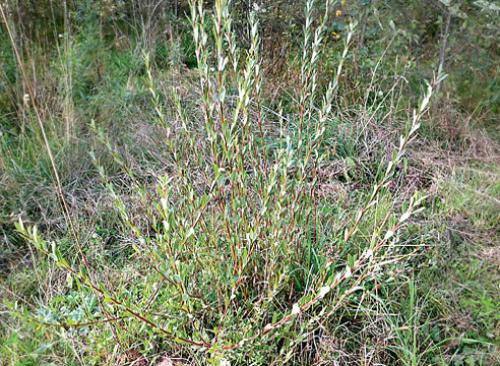 Низкорослые сорта ивы. Самые красивые виды и сорта ив для ландшафтного дизайна: личный опыт Ларисы Масловой