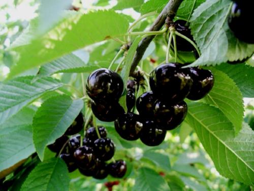 Самые крупные сорта черешни. Черешня крупноплодная: особенности субкультуры 18 Самые крупные сорта черешни. Черешня крупноплодная: особенности субкультуры 18