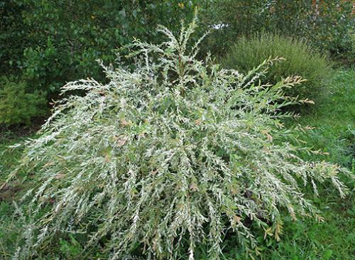 Низкорослые сорта ивы. Самые красивые виды и сорта ив для ландшафтного дизайна: личный опыт Ларисы Масловой