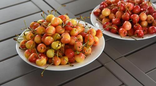 Самые крупные сорта черешни. Черешня крупноплодная: особенности субкультуры 04 Самые крупные сорта черешни. Черешня крупноплодная: особенности субкультуры 04