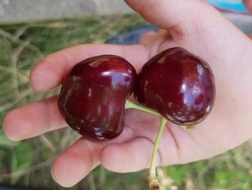 Самые крупные сорта черешни. Черешня крупноплодная: особенности субкультуры 12 Самые крупные сорта черешни. Черешня крупноплодная: особенности субкультуры 12