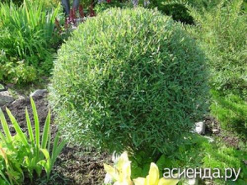 Ива ломкая шаровидная. Ива шаровидная: сорта, советы по уходу