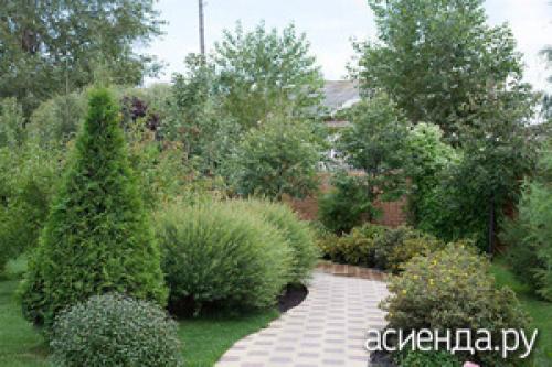 Ива ломкая шаровидная. Ива шаровидная: сорта, советы по уходу