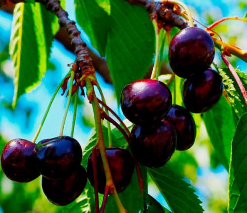 Самые крупные сорта черешни. Черешня крупноплодная: особенности субкультуры 21 Самые крупные сорта черешни. Черешня крупноплодная: особенности субкультуры 21