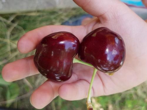 Самые крупные сорта черешни. Черешня крупноплодная: особенности субкультуры