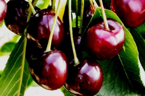Самые крупные сорта черешни. Черешня крупноплодная: особенности субкультуры 19 Самые крупные сорта черешни. Черешня крупноплодная: особенности субкультуры 19
