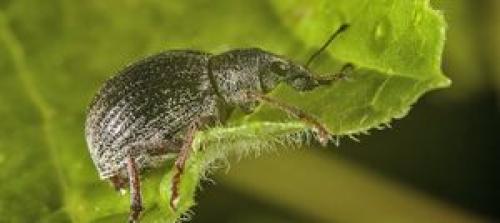 Какие условия необходимы для выращивания айвы из семян в средней полосе России