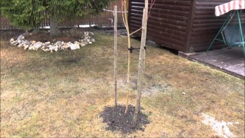 Как посадить иву осенью. Правила посадки саженцев ивы