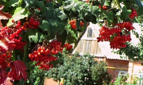 Какие деревья можно сажать возле дома, приметы. Калина