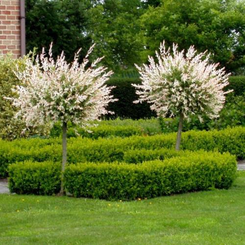 Можно ли сажать иву на участке перед домом. Ива плакучая: приметы 02 Можно ли сажать иву на участке перед домом. Ива плакучая: приметы 02