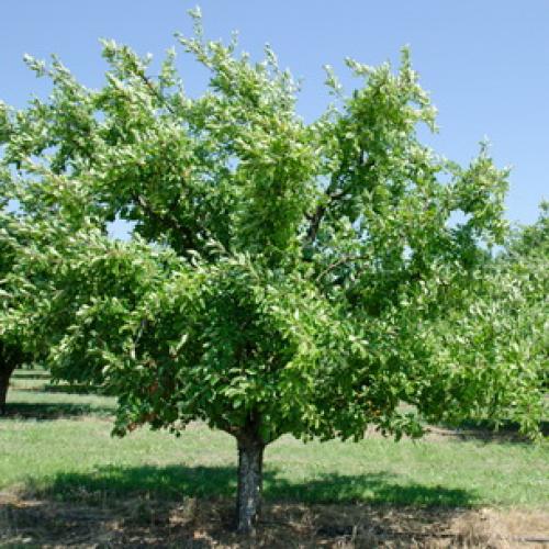 Как ухаживать за сливой на даче. Слива уход и выращивание 11