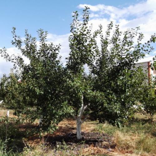 Как ухаживать за сливой на даче. Слива уход и выращивание 09