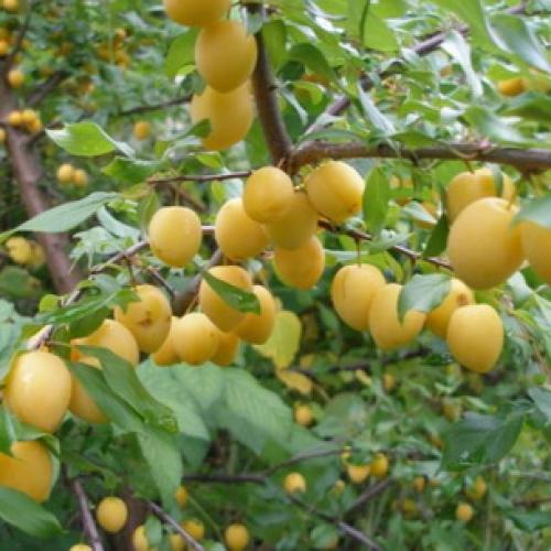 Как ухаживать за сливой на даче. Слива уход и выращивание 12