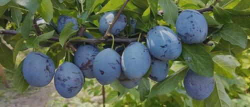 Слива посадка. Посадка сливы