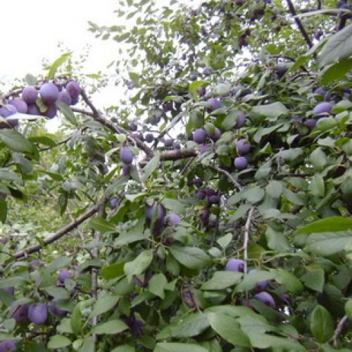 Как ухаживать за сливой на даче. Слива уход и выращивание 10