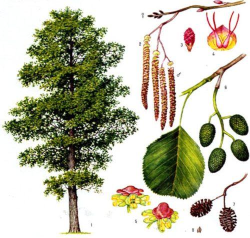 Дерево ольха. Ольха дерево. Фото, как выглядит, описание, где растет