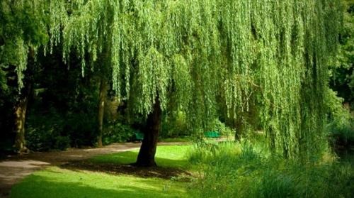 Ива кустарниковая. Виды и сорта ивы