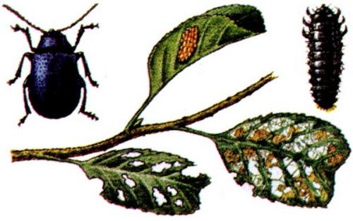 Дерево ольха. Ольха дерево. Фото, как выглядит, описание, где растет