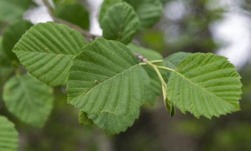 Дерево ольха. Ольха дерево. Фото, как выглядит, описание, где растет