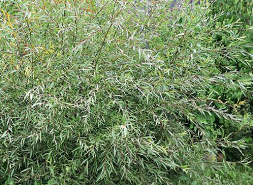 Ива декоративная виды. Самые красивые виды и сорта ив для ландшафтного дизайна: личный опыт Ларисы Масловой