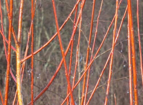 Ива декоративная виды. Самые красивые виды и сорта ив для ландшафтного дизайна: личный опыт Ларисы Масловой