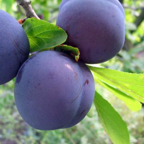 Слива чернослив крупноплодный. Сорта слив – 60 сортов 2022 года с описанием и фото