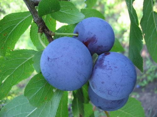 Слива чернослив крупноплодный. Сорта слив – 60 сортов 2022 года с описанием и фото