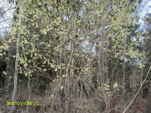 Как цветет тальник. Как цветет ива козья?