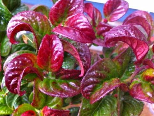 Леукотоэ кэтсби зеблит. Сорта и виды леукотоэ 02