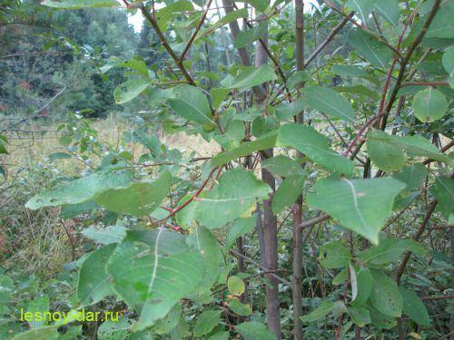 Как цветет тальник. Как цветет ива козья?